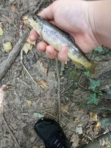 Brown Trout