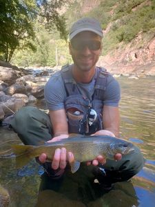 Brown Trout
