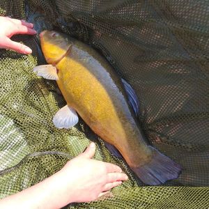 Tench