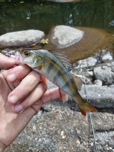 European Perch