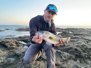 European Bass (Seabass)