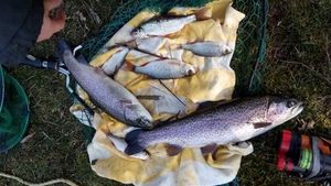 Brown Trout