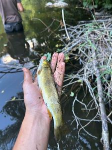 Brown Trout
