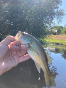 Largemouth Bass