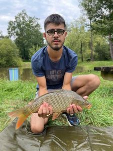 Common Carp