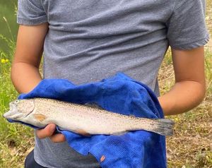 Lake Trout
