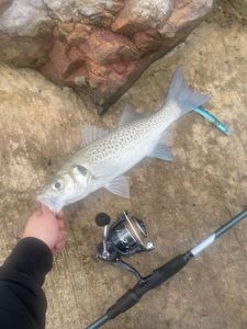 Spotted Seabass