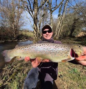Brown Trout