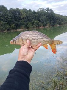 Common Carp