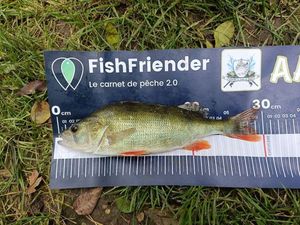 European Perch