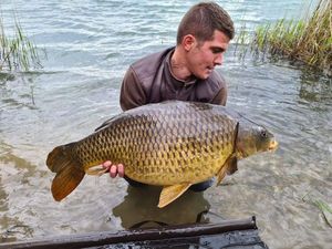 Common Carp
