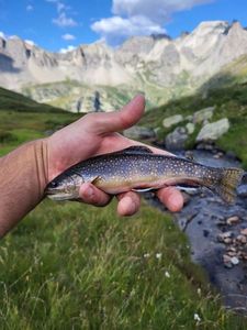 Brook Trout