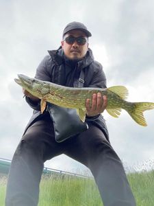 Northern Pike