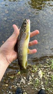 Brown Trout