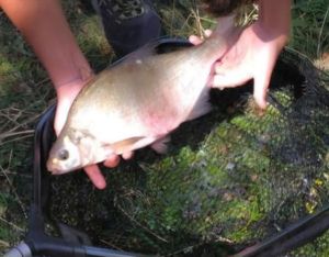 Common Bream