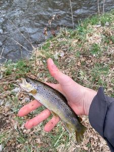 Brown Trout