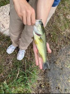 Largemouth Bass