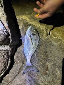 Black Seabream