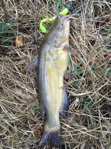 Black Bullhead