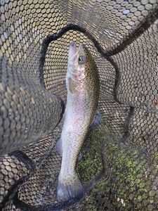 Rainbow Trout