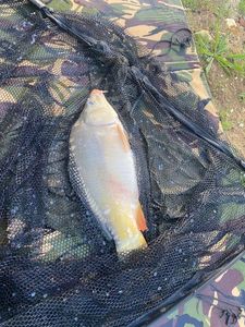 Leather Carp