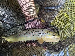 Brown Trout