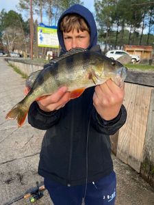 European Perch