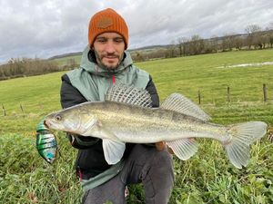 Zander