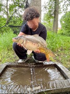 Mirror Carp