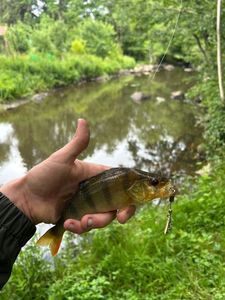 European Perch