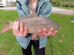 Common Carp