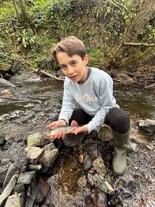 Brown Trout