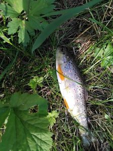 Brown Trout