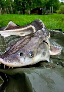 Siberian Sturgeon