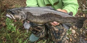 Brown Trout