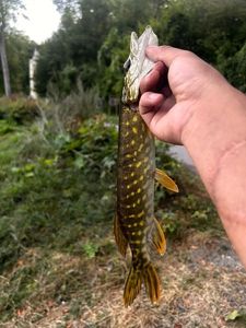 Northern Pike