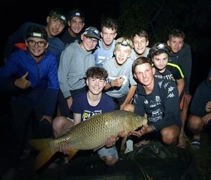 Common Carp