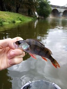European Perch