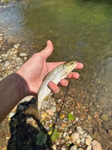 Brown Trout