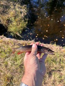 Redfin pickerel