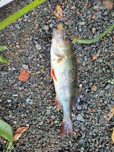 European Perch