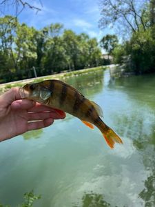 European Perch