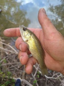 Largemouth Bass