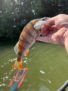 European Perch