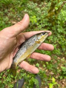 Brown Trout