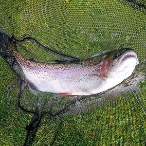 Lake Trout