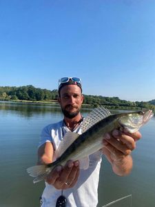 Zander