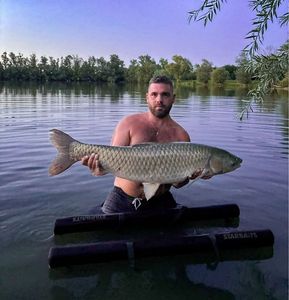 Grass Carp