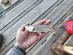 European Bass (Seabass)