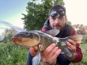 Tench